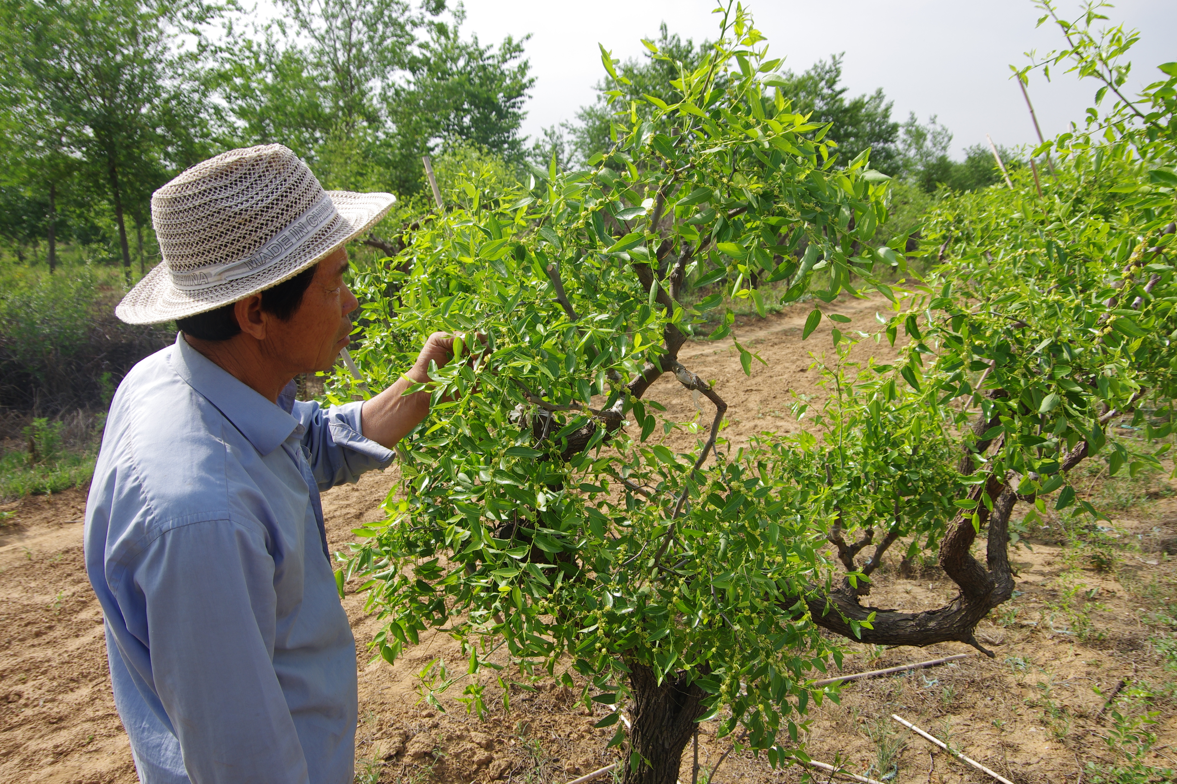 河(hé)北(běi)靜心酸棗苗木(mù)基地